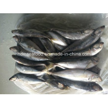 Peces de caballa de caballo de gran tamaño para la venta